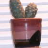 Tephrocactus_articulatus_1